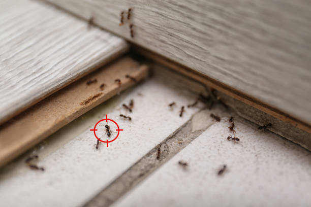 Best Emergency Pest Control  in Lansdowne, VA