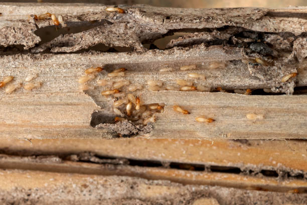 Best Cockroach Control Services  in Lansdowne, VA